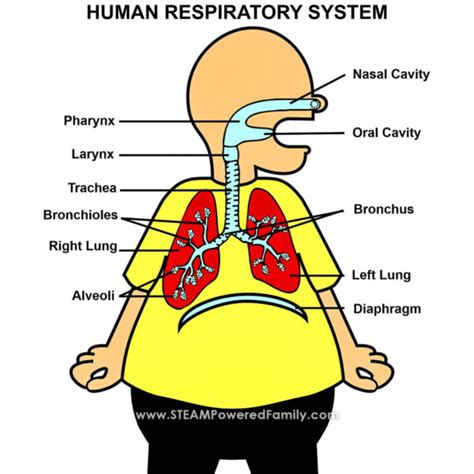 Image result for Lung Model Science Fair