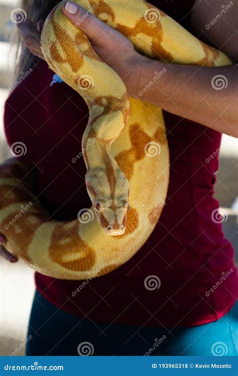 Image result for Woman Wrapped Up by Python