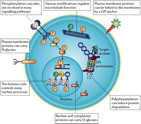 Image result for Post-translational regulation Post-translational Modification