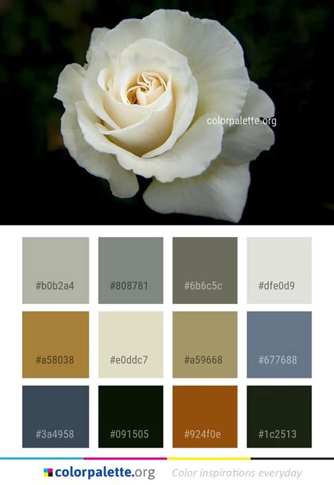 Rose Color 的图像结果