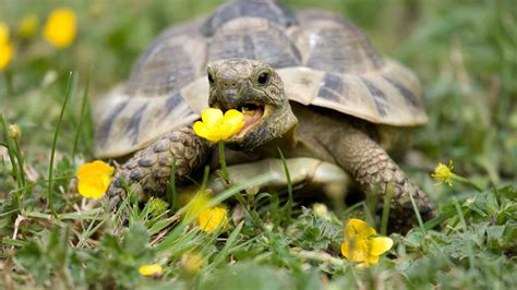 What S The Best Tortoise To Have As A Pet at Albert Avila blog