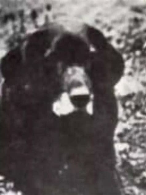 Extinct dog breeds: Good boys that went to heaven | Times Now