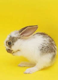 Image result for Grey Baby Rabbit