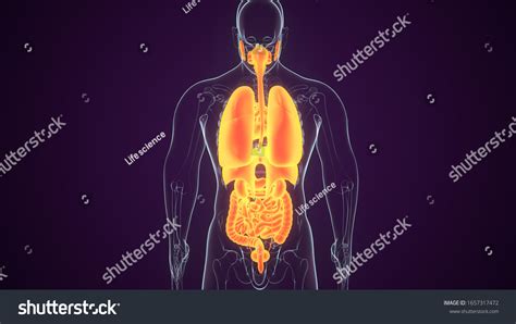 Science Human Body 的图像结果