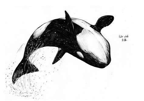 Drawing A Killer Whale