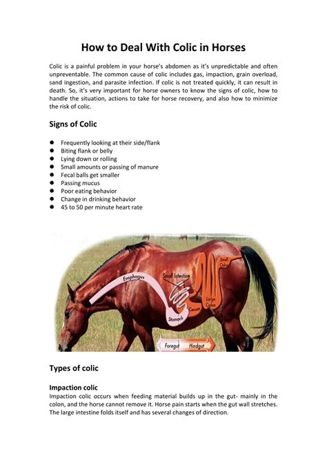 PPT - How to Deal With Colic in Horses PowerPoint Presentation, free download - ID:11725520