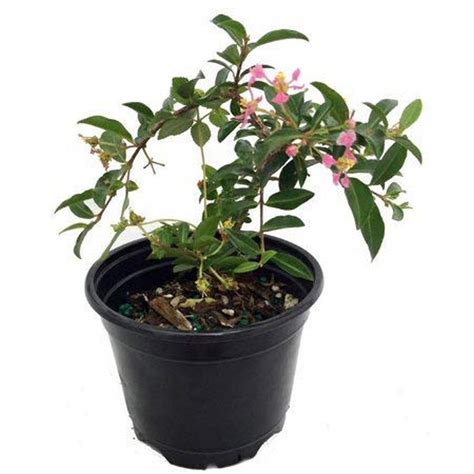 Creative Farmer Live Plant Wi Cherry Acerola Small Tree Garden Plant (1 ...