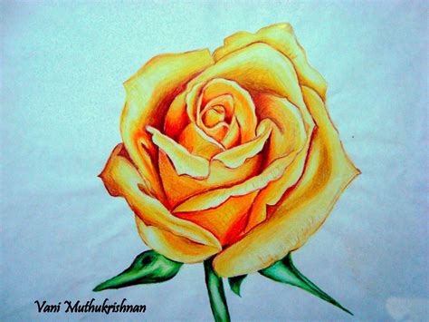 rose drawing 3d