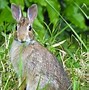 Image result for Nest of Eastern Cottontail Rabbit