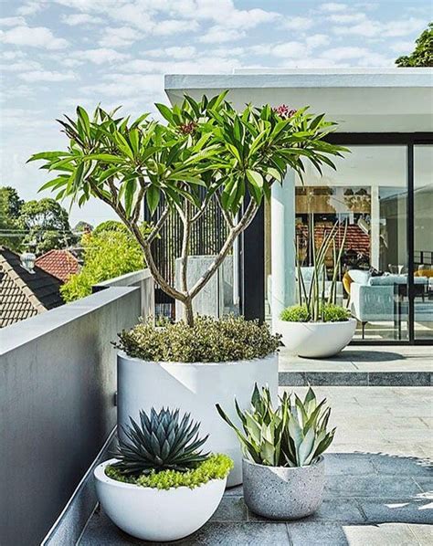 Best Tropical Plants For Large Pots at Josh Charles blog