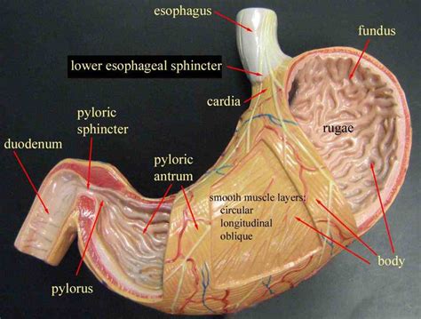 Image result for Statistical Analysis Paper Example