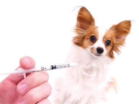 Canine Influenza Vaccine - Houston PetTalk