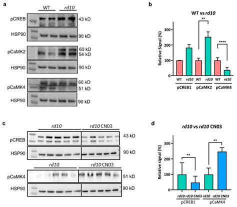 Integrative Kinase Activity Profiling and Phosphoproteomics of rd10 ...