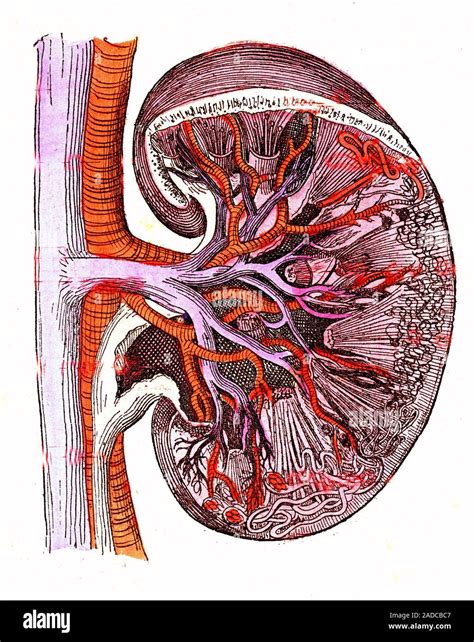 Human kidney. 1881 illustration of a section through a human kidney ...