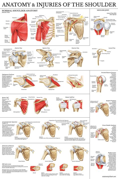 Buy Laminated Anatomy and Injuries of The Shoulder - Shoulder Joint ...
