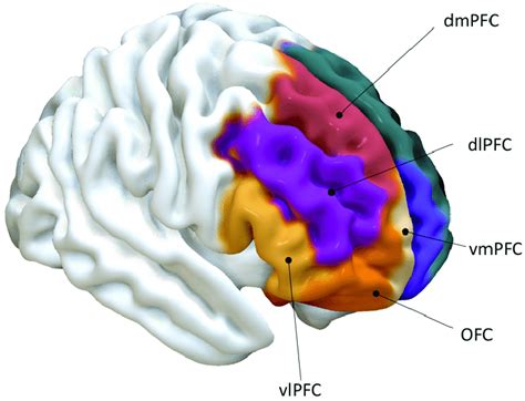 Image result for Brain Prefrontal Cortex