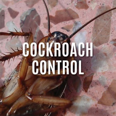 13 DIY Ideas to Get Rid of Cockroaches and Stop an Infestation - HubPages