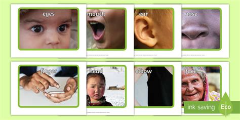 Human Body Parts Images PDF Pack | Human Body Photo Pack