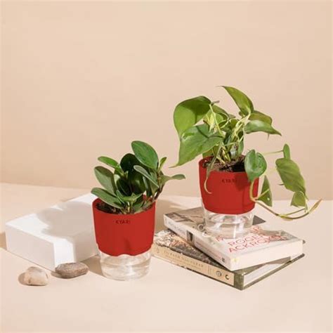 KYARI Peperomia Green-Money variegated Combo of 2 Indoor Plants for ...