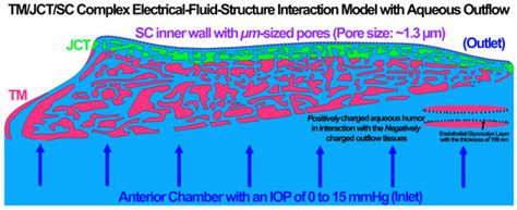 Modeling the Endothelial Glycocalyx Layer in the Human Conventional ...