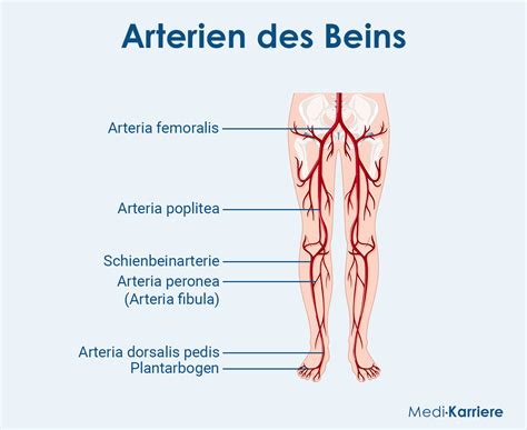 Arteria poplitea: Definition, Verlauf, Klinik