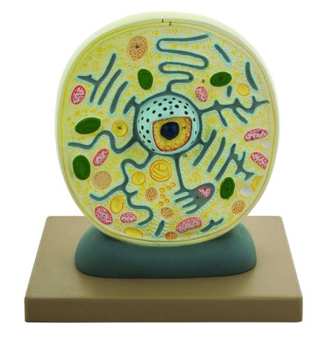 Microscopic Cell Structure 的图像结果