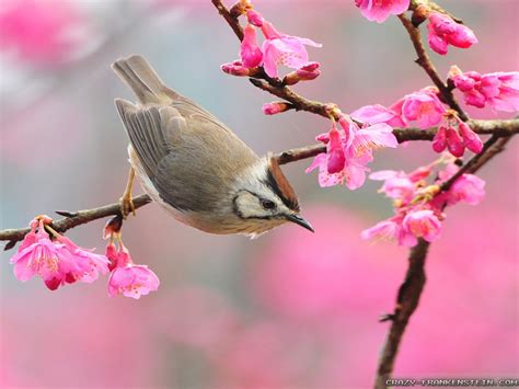 Spring Birds Desktop 的图像结果