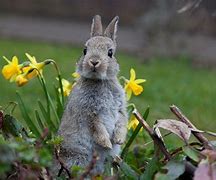 Image result for Bunny in Garden