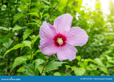 Korean National Flower in the Name Rose of Sharon or Mugunghwa Flower ...