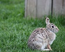 Image result for Bunny Baby Holes