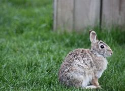 Image result for Photos of Easter Bunny