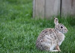 Image result for Real Baby Bunny