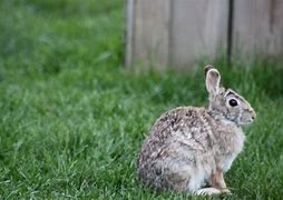 Image result for Wild Rabbits in PA