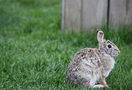 Image result for Bunny so Cute