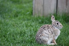 Image result for Images of White Rabbits