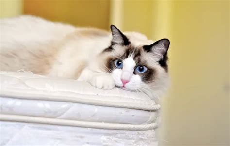 Wallpaper cat, cat, look, blue eyes, Ragdoll for mobile and desktop ...