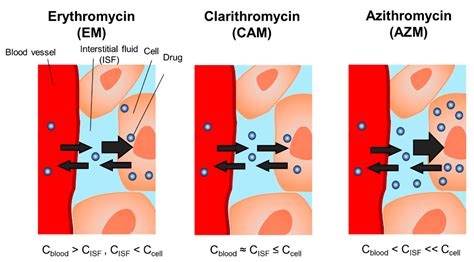 Pharmacokinetics of Macrolide Antibiotics and Transport into the ...