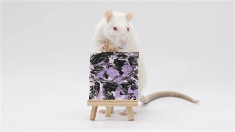 This weeks miniature paw paintings by my incredible pet rats! : r/Animals