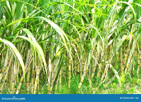 Estado De La Caña De Azúcar Foto de archivo - Imagen de crecimiento ...