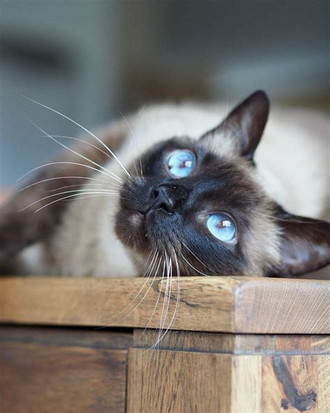 Siamese cat personality problems 10 common siamese cat behavior problems – Artofit