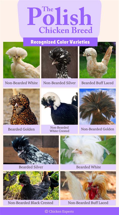 Polish Chickens! The only guide📚 you will need to read. 25 need-to-kno ...