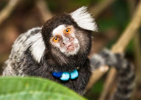 Free Images : nature, wildlife, mammal, fauna, primate, chimpanzee, close up, rio de janeiro ...