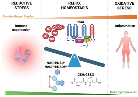 Redox Imbalance in Inflammation: The Interplay of Oxidative and ...
