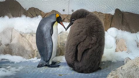Massive 50-lb king penguin chick Pesto becomes a surprise global star
