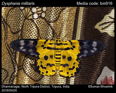 Dysphania militaris (Linnaeus, 1758) - False Tiger Moth | Moths