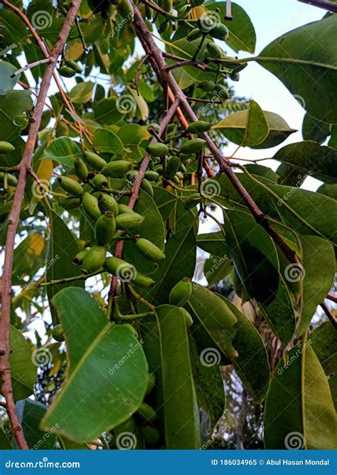 Image result for Java Plum Tree