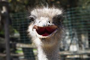 The 30 loudest animals in the world