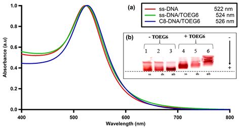 DNA-Directed Protein Anchoring on Oligo/Alkanethiol-Coated Gold ...