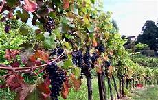 montevecchia le terrazze terrazze di montevecchia azienda vitivinicola della brianza montevecchia le terrazze terrazze di montevecchia azienda vitivinicola della brianza