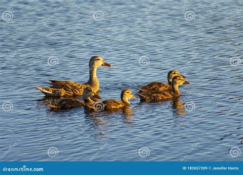 Mother Duck with Ducklings Swimming, Mother Duck with Young, Bird ...